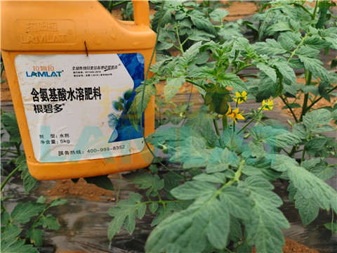 水溶肥，翠姆，拉姆拉