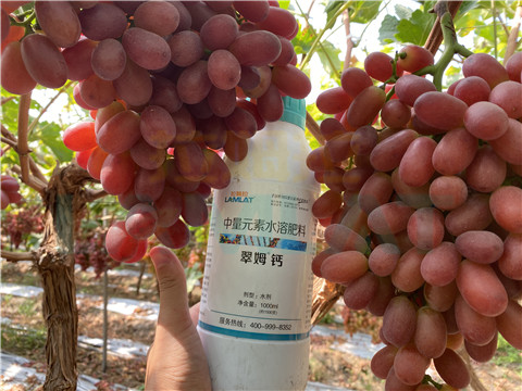 鈣肥，拉姆拉，翠姆