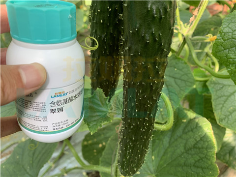 水溶肥，拉姆拉，翠姆