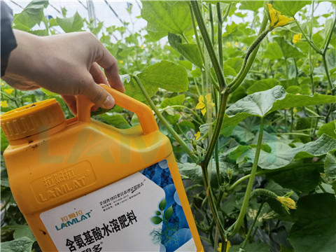 生根劑，拉姆拉，翠姆