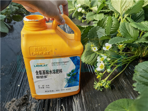 水溶肥，拉姆拉，翠姆