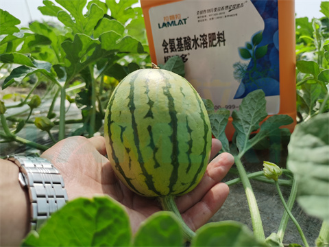 水溶肥，拉姆拉，翠姆