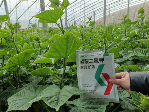 水溶肥，翠姆，拉姆拉