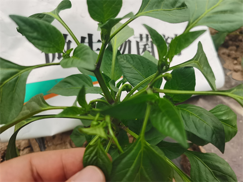 水溶肥，翠姆，拉姆拉