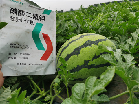 水溶肥，翠姆，拉姆拉