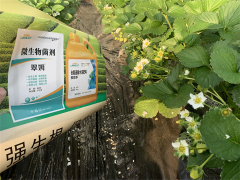 水溶肥價格，翠姆，草莓水溶肥