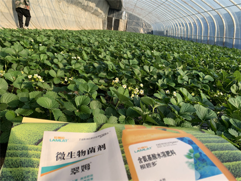 水溶肥價格，翠姆，草莓水溶肥