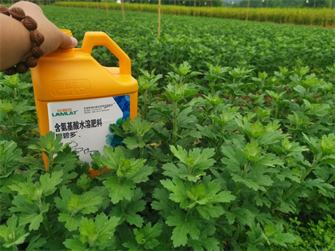 菊花種植,水溶肥廠家，翠姆