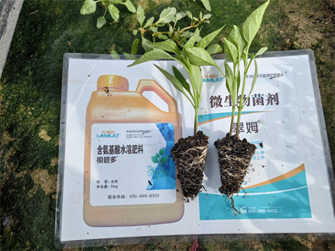 水溶肥廠(chǎng)家,辣椒施肥,翠姆水溶肥